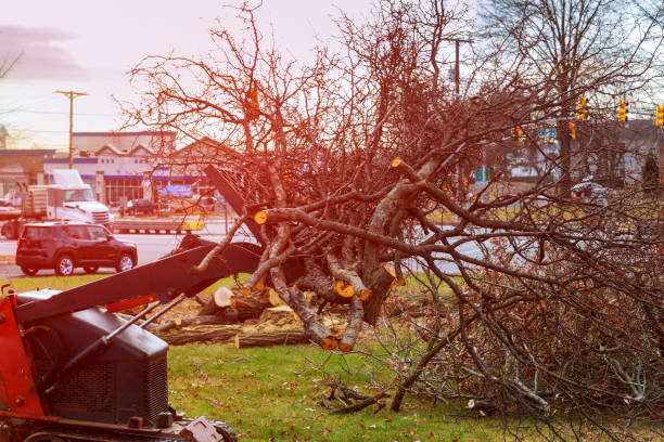 Gloucester Courthouse, VA Tree Services Company