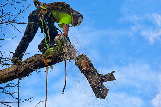 Tree and Shrub Care in Gloucester Courthouse, VA